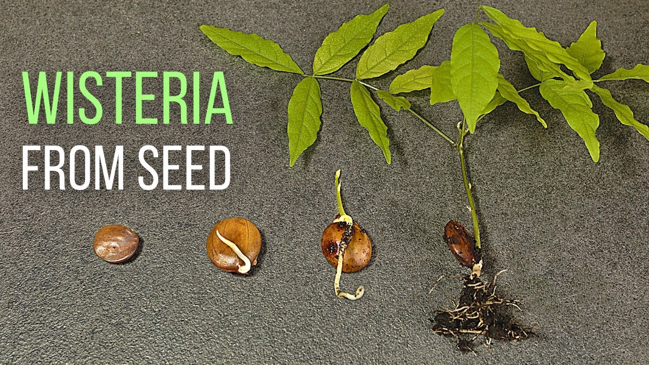 5 Easy Tips for Wisteria Seedling Care