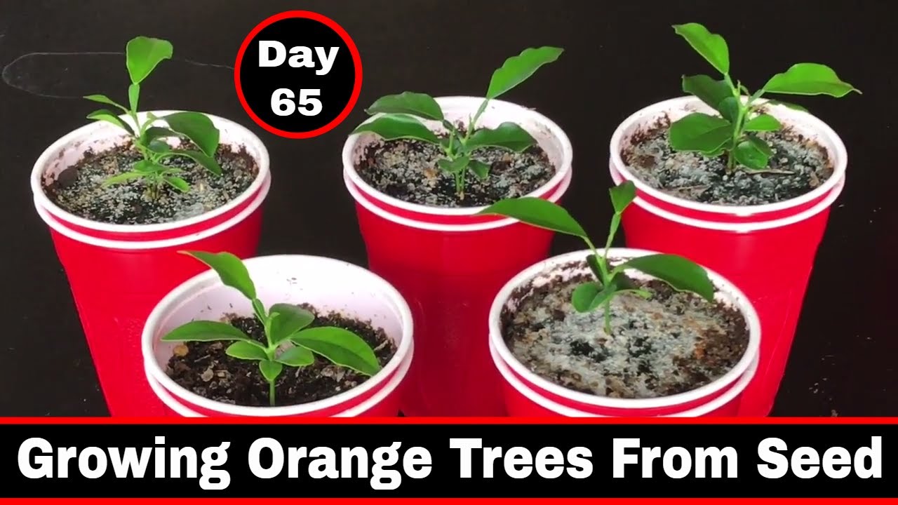 5 Easy Tips for Orange Tree Seedling Care
