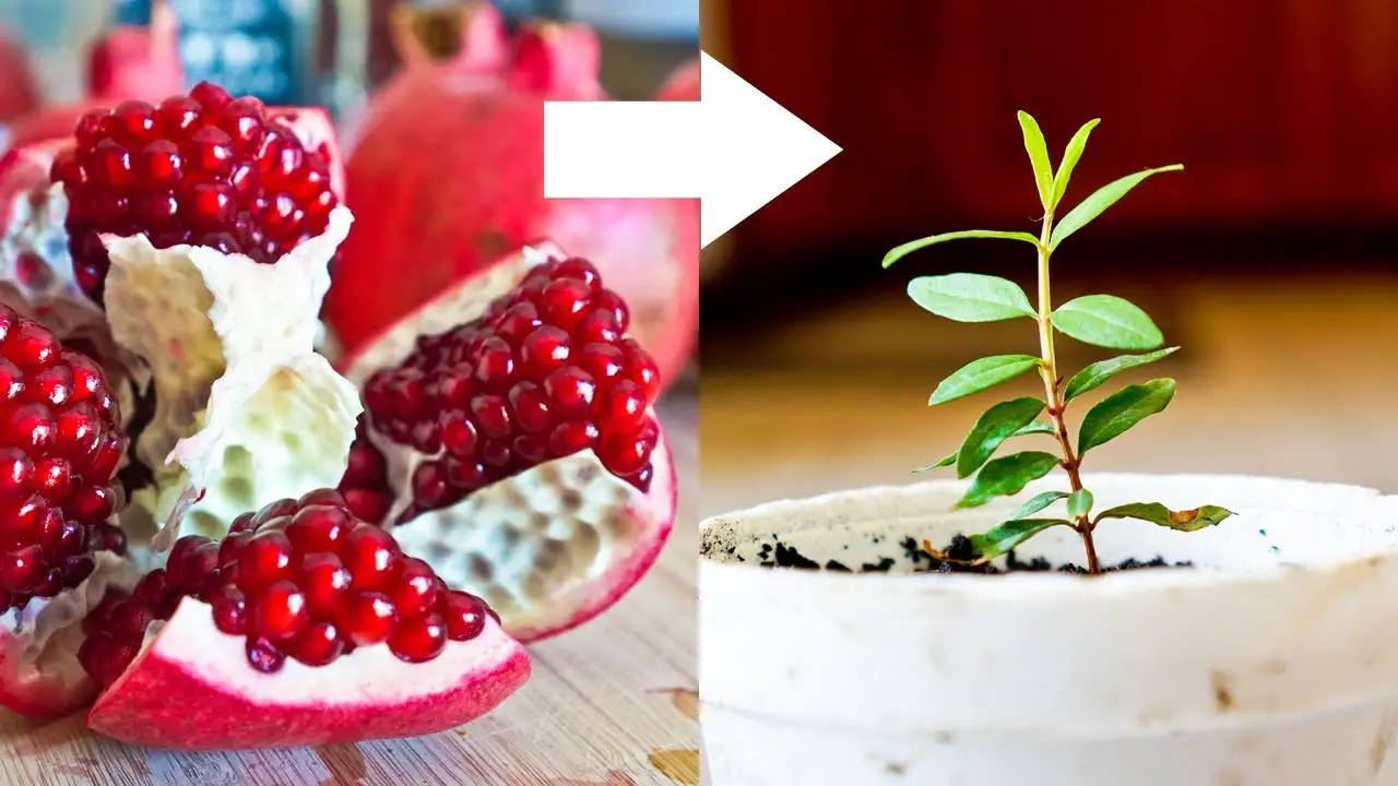 5 Easy Tips for Healthy Pomegranate Seedling Care
