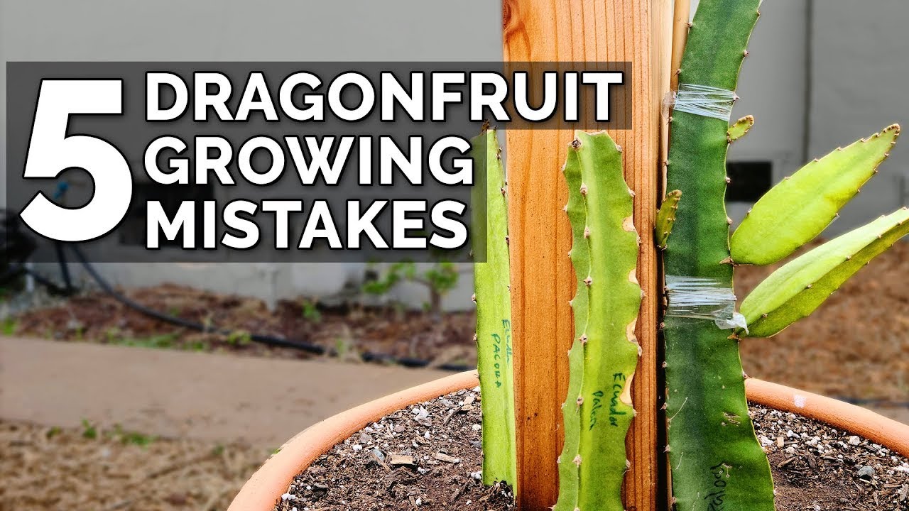 5 Essential Tips for Caring for Dragon Fruit Seedlings