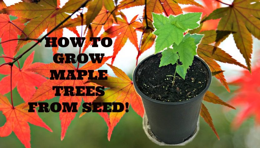 How to Care for Your Maple Tree Seedlings: 5 Simple Tips