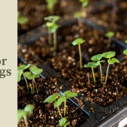 5 Easy Ways to Care for Seedlings for Vibrant Growth