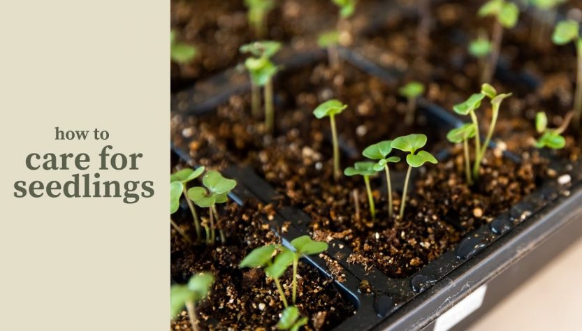 5 Easy Ways to Care for Seedlings for Vibrant Growth
