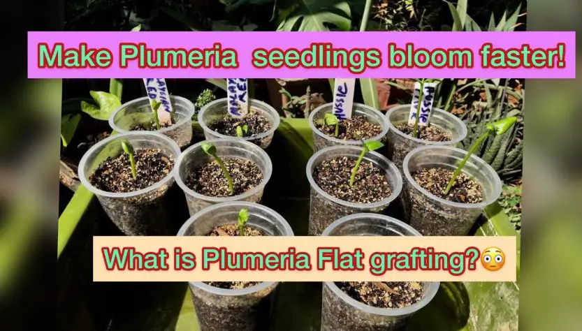 5 Easy Tips for Healthy Plumeria Seedling Care