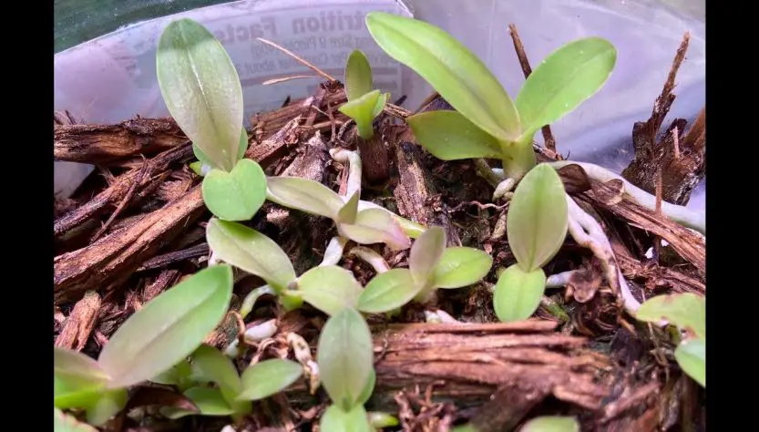 4 Essential Tips for Cattleya Seedling Care