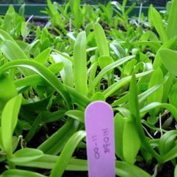 How to Care for your Orchid Seedling in 5 Easy Steps