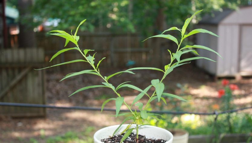 5 Essential Tips for Peach Seedling Care!