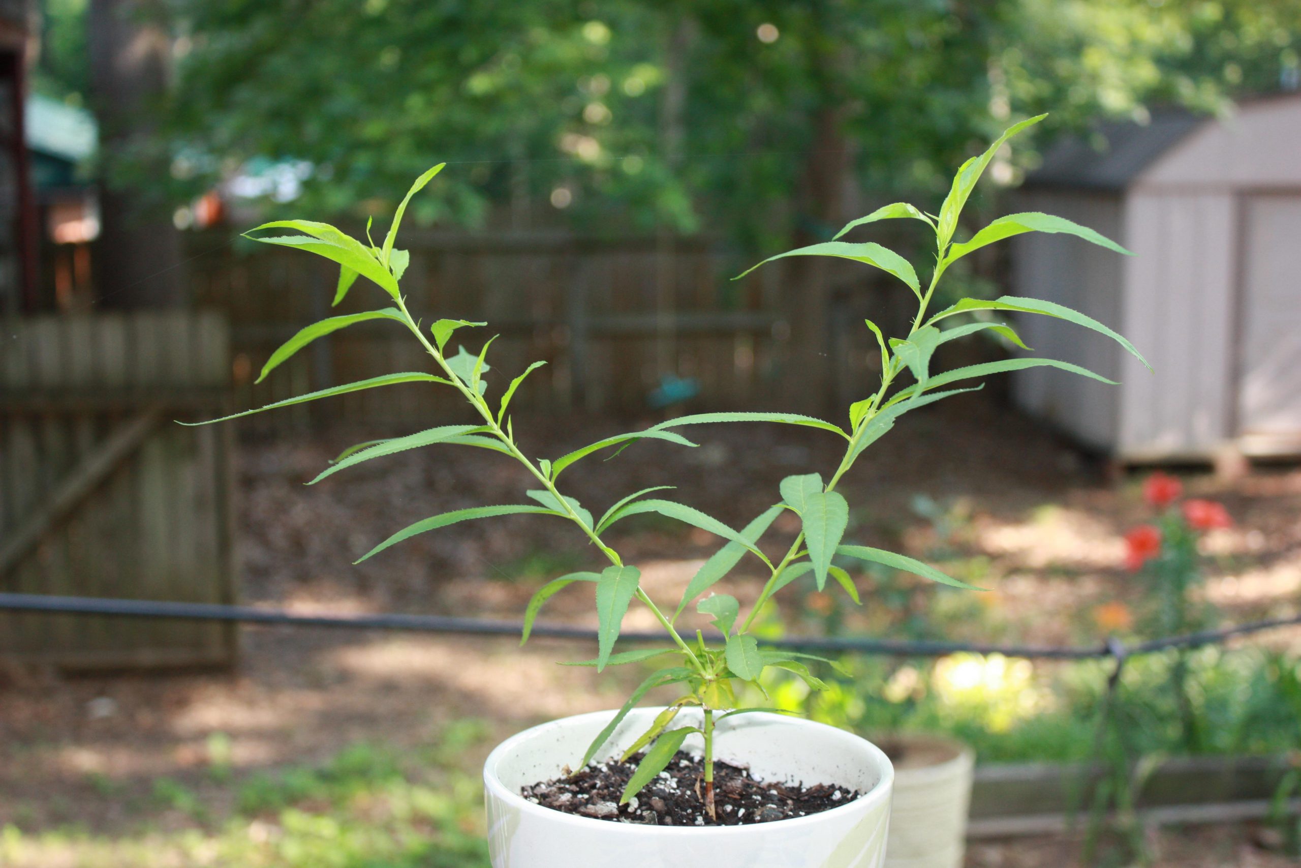 5 Essential Tips for Peach Seedling Care!