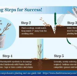 How to Care for Your Tree Seedling: 5 Easy Tips
