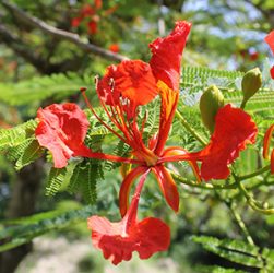 5 Easy Tips for Caring for Royal Poinciana Seedlings