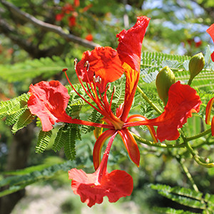 5 Easy Tips for Caring for Royal Poinciana Seedlings