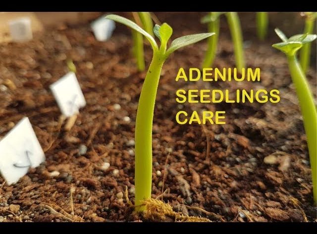 5 Easy Tips for Adenium Seedling Care Success
