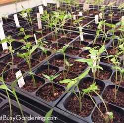 5 Easy Steps for Healthy Seedling Care: A Beginner's Guide