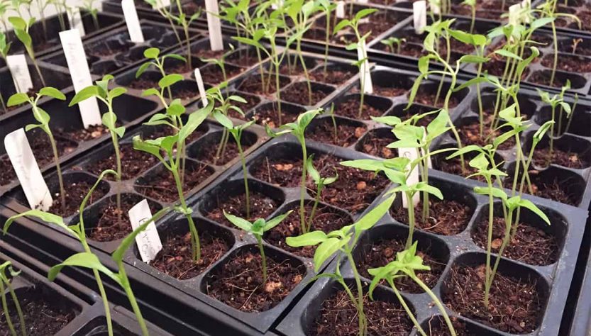 5 Tips for Growing Healthy Vegetable Seedlings on Your Own
