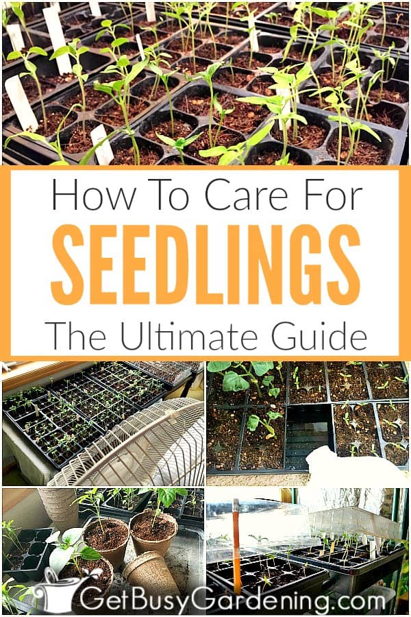 5 Easy Tips for Caring for Your Seedlings