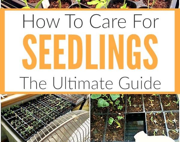 5 Essential Tips for Caring for Seedlings