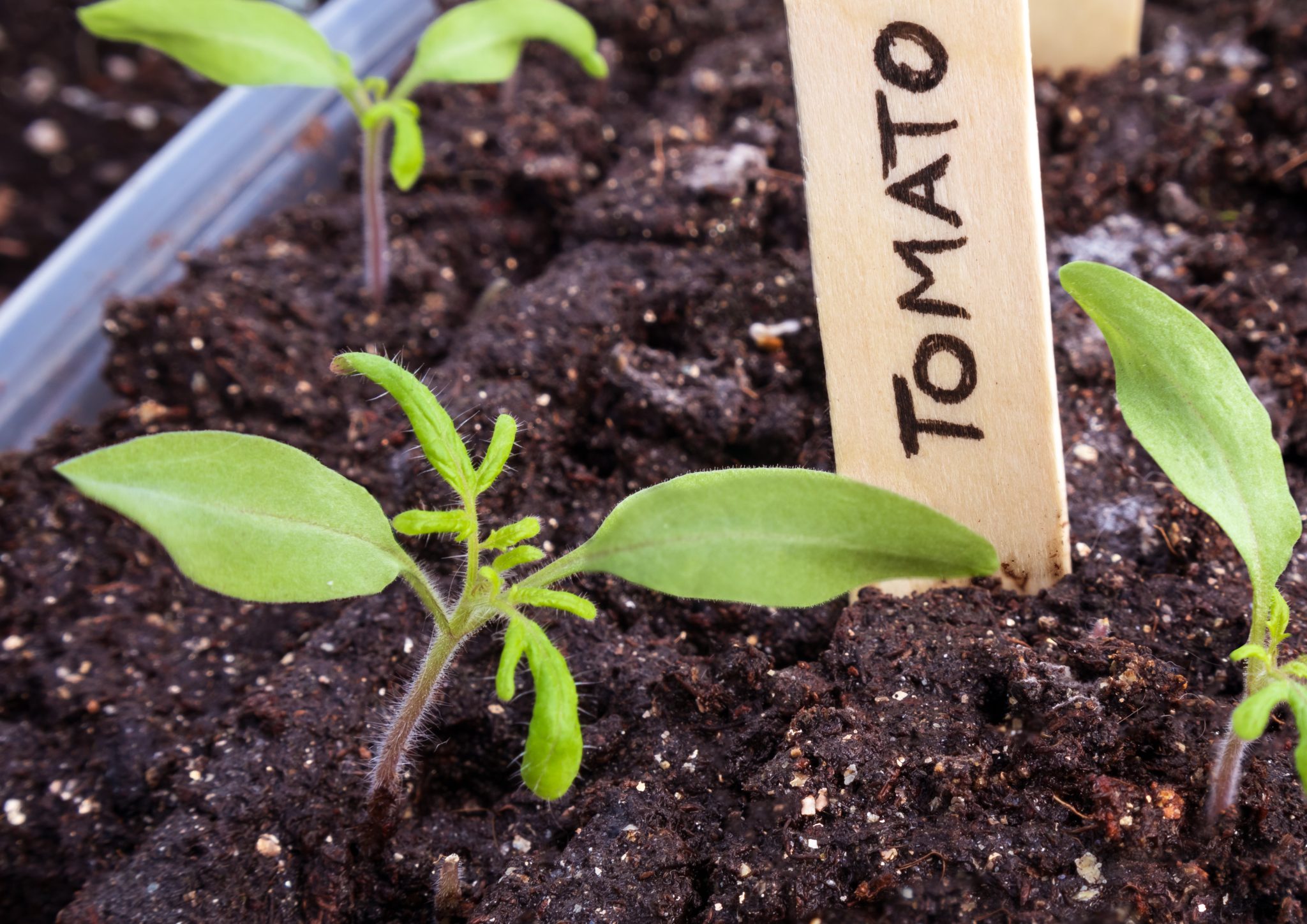 5 Top Tips for Tomato Plant Seedling Care: Easy Tricks for Success