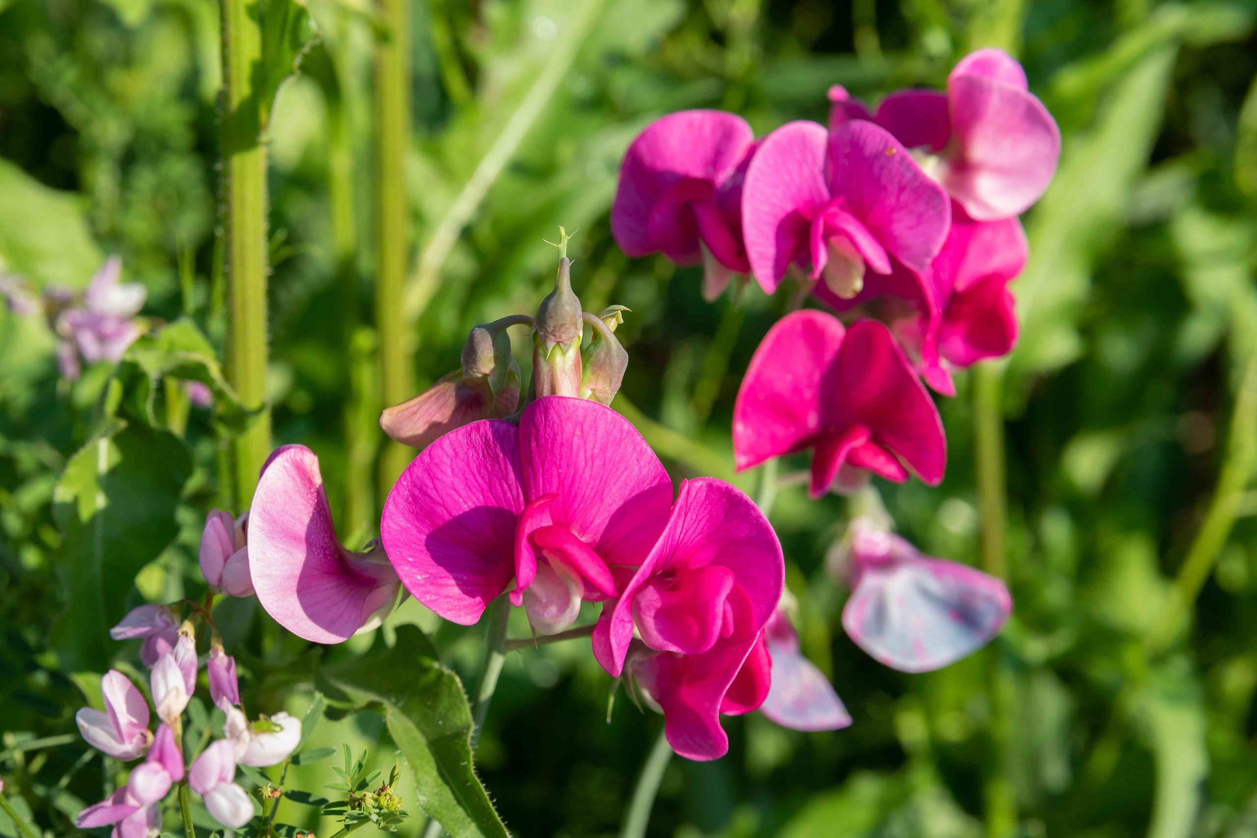 How to Care for Sweet Pea Seedlings: 5 Simple Tips