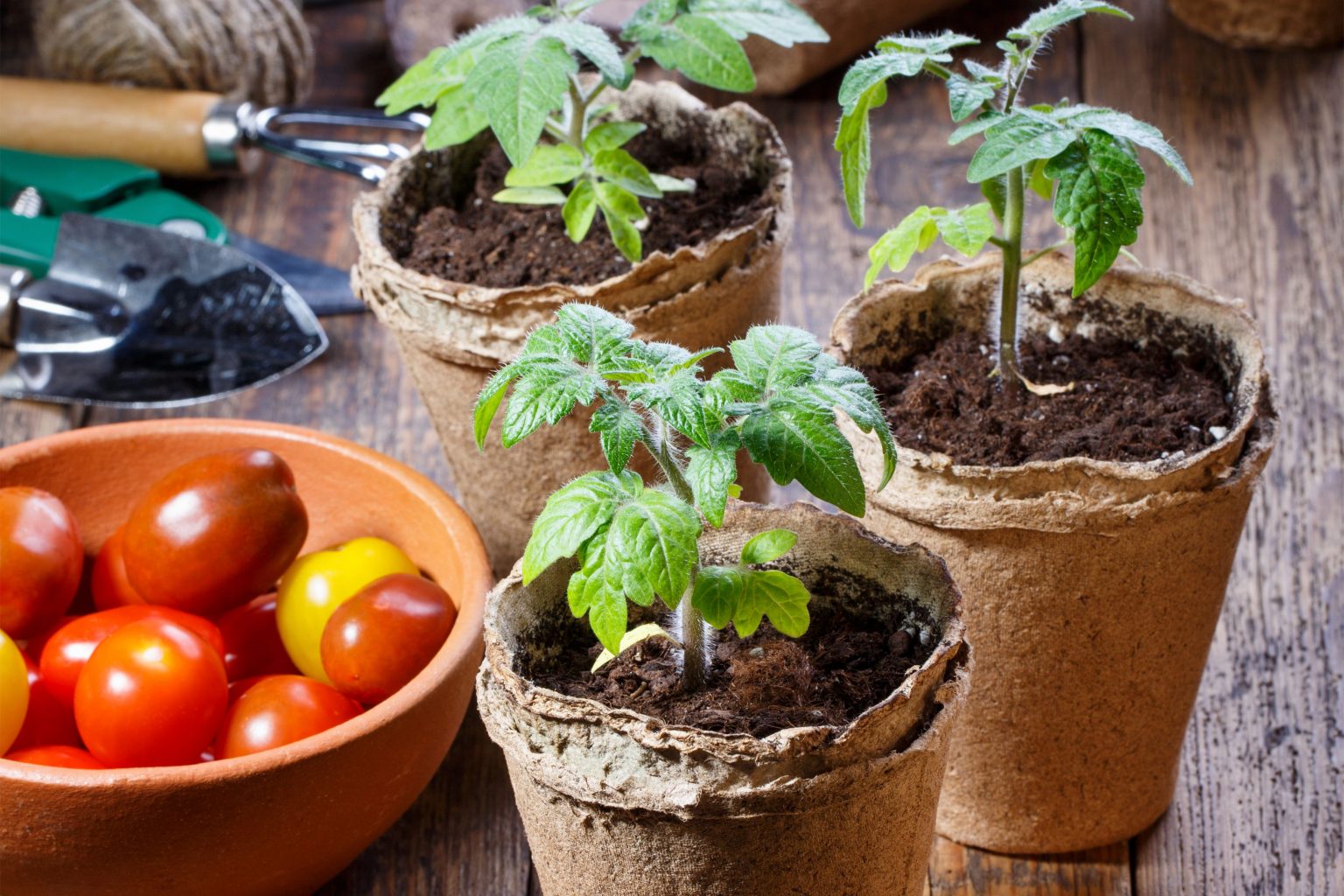 6 Simple Tips for Caring for Your Tomato Seedlings