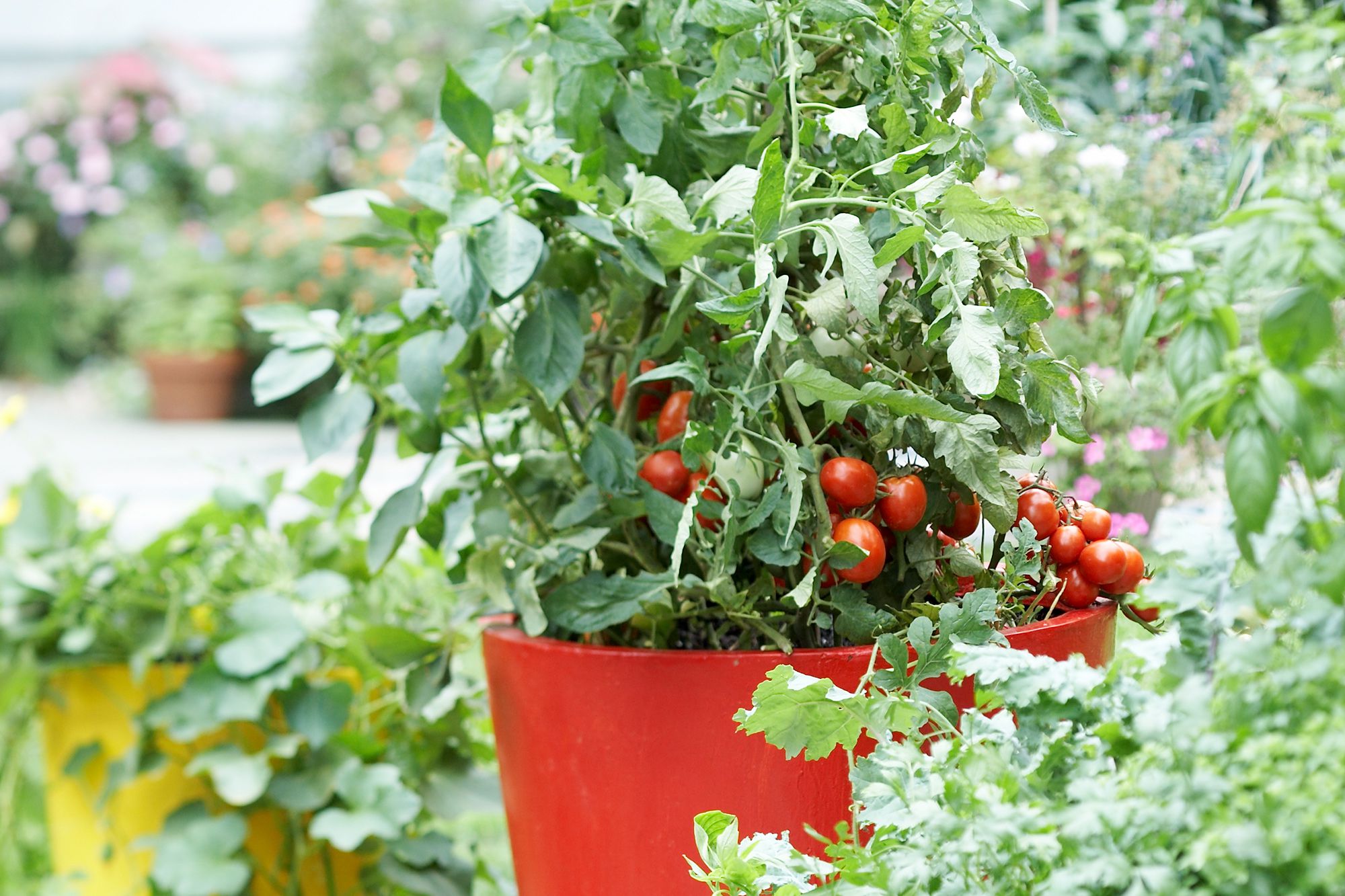 5 Easy Ways to Care for Tomato Seedlings
