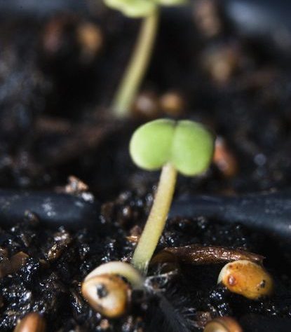 5 Tips for Healthy Seedling Care Post-Germination