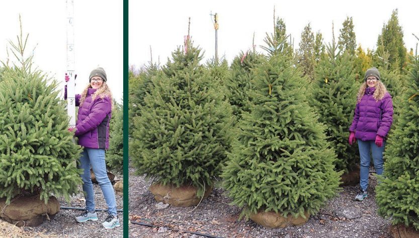 5 Essential Tips for White Spruce Seedling Care