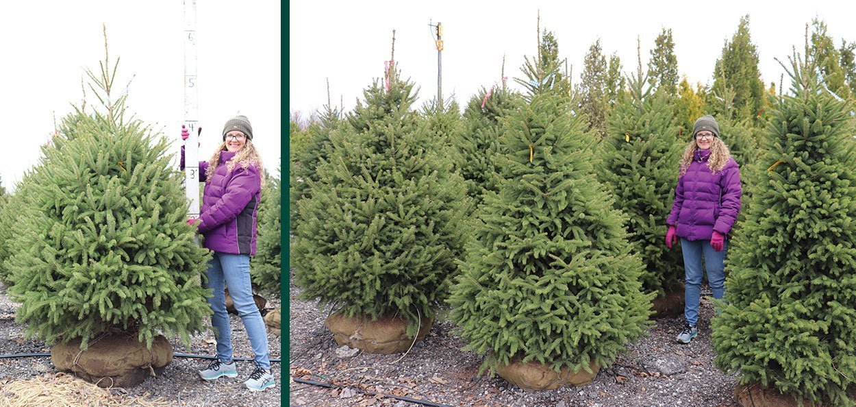 5 Essential Tips for White Spruce Seedling Care