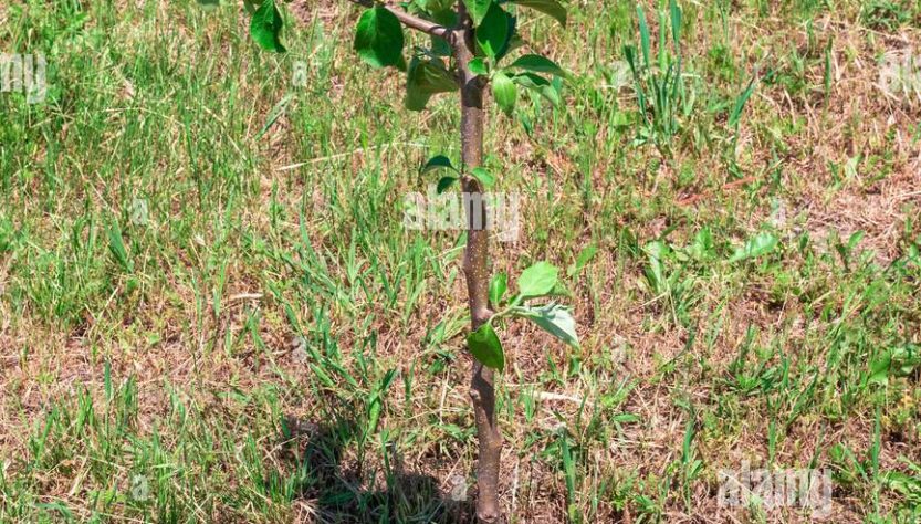 5 Easy Tips to Care for Fruit Tree Seedlings