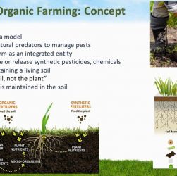 Understanding the Essence of Organic Farming: Embracing Nature's Sustainable Approach