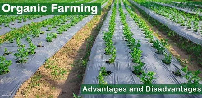 The Advantages and Disadvantages of Organic Farming: Understanding the Benefits and Challenges