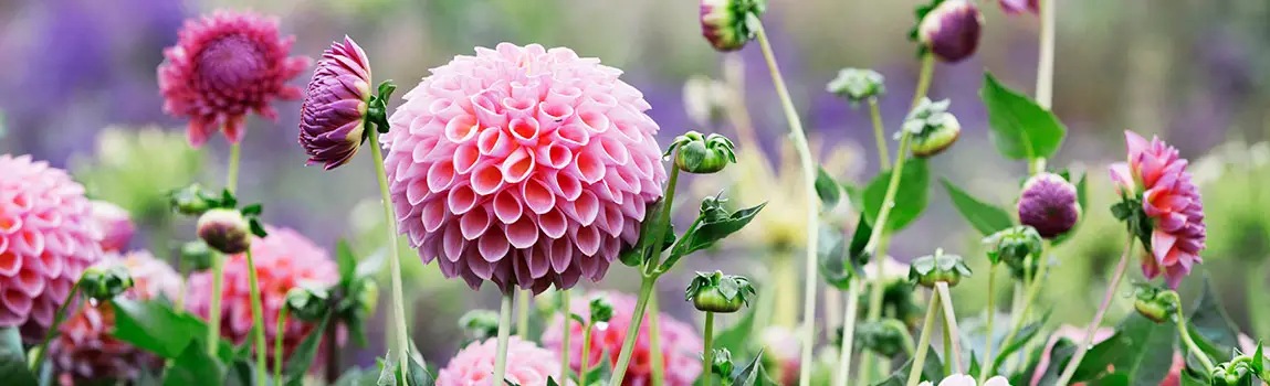 Preparing Your Dahlia Tubers for Winter: A Guide to Digging Up and Storage Methods