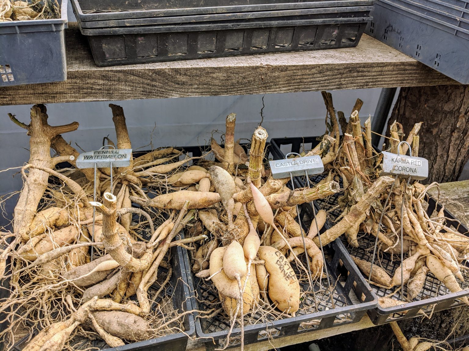 Proper Storage Tips: Caring for Your Dahlia Tubers in Winter Months