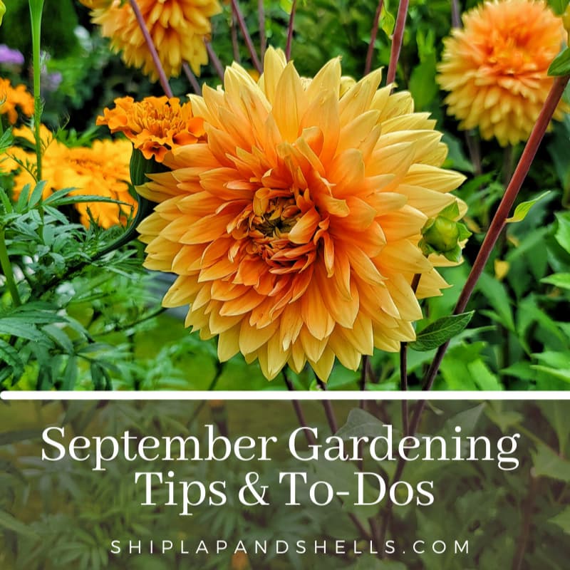 Essential Gardening Tips and Tasks for September in the Pacific Northwest