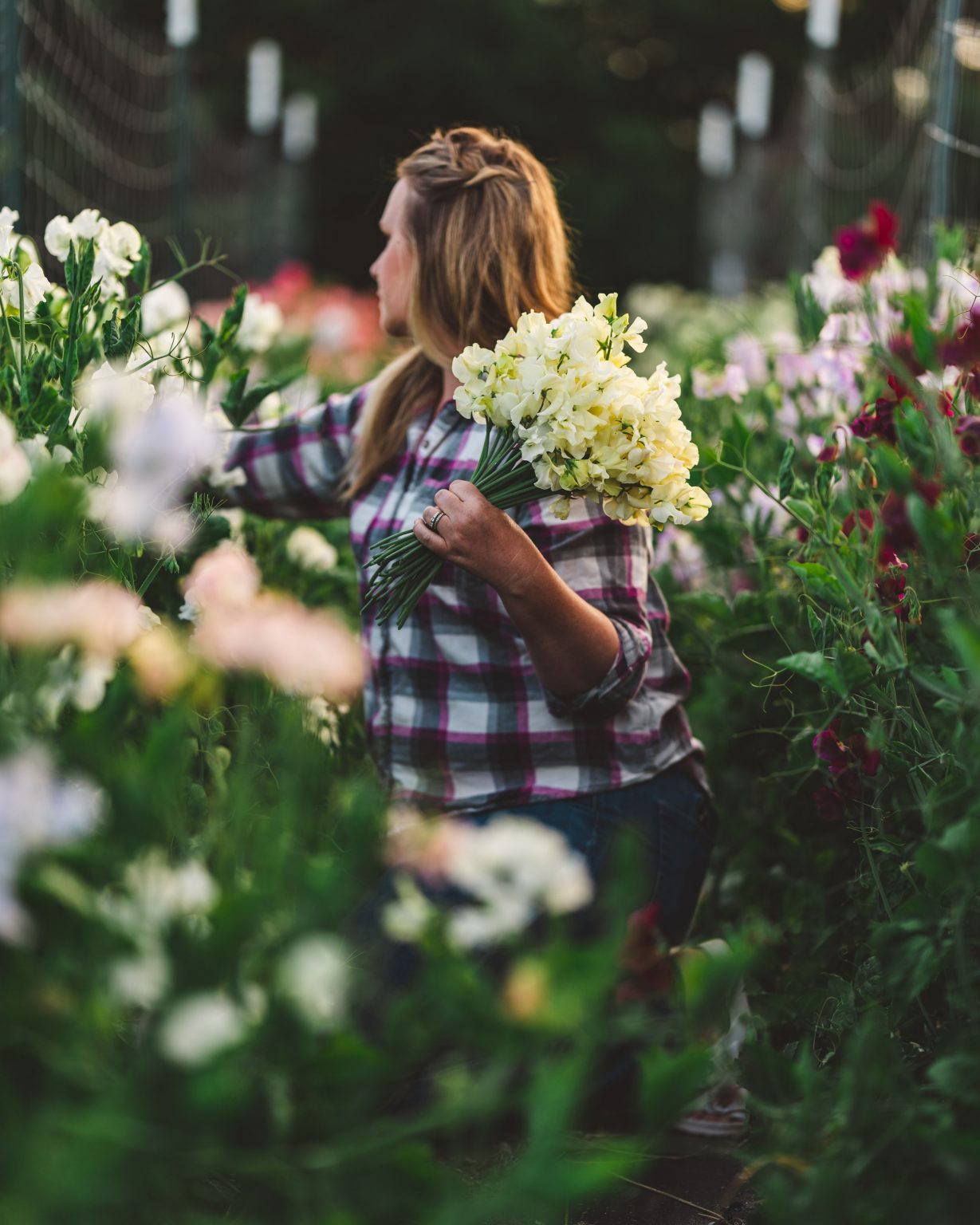 8 Delightful Cut Flowers Perfect for Your Garden