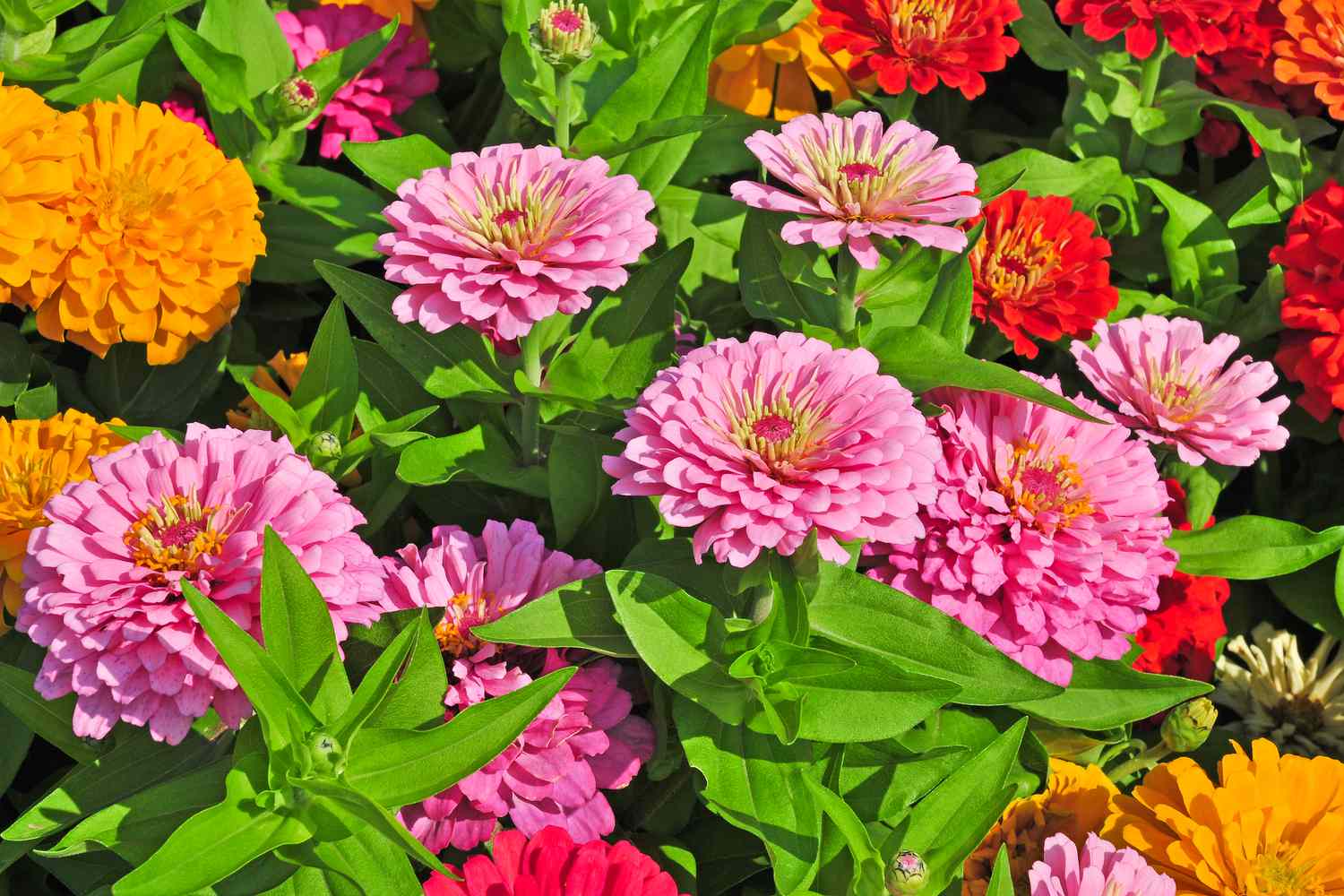 Cultivating Gorgeous Zinnias: Essential Care Tips for Your Cut Flower Garden