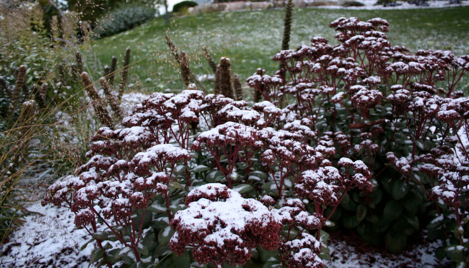 Learn the Pros and Cons of Incorporating Perennial Flowers in Your Garden