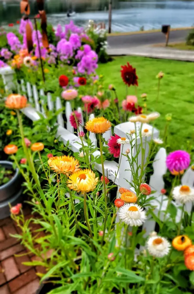 How to Successfully Start Zinnias From Seeds Indoors for a Stunning Cut Flower Garden