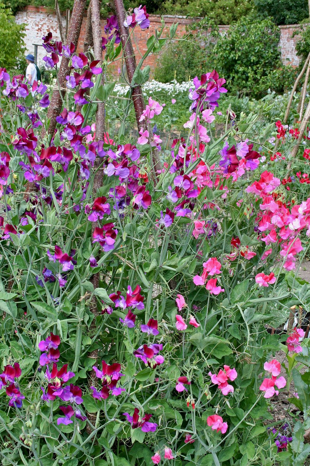 Why Growing Sweet Peas in Your Garden is a Delightful Choice