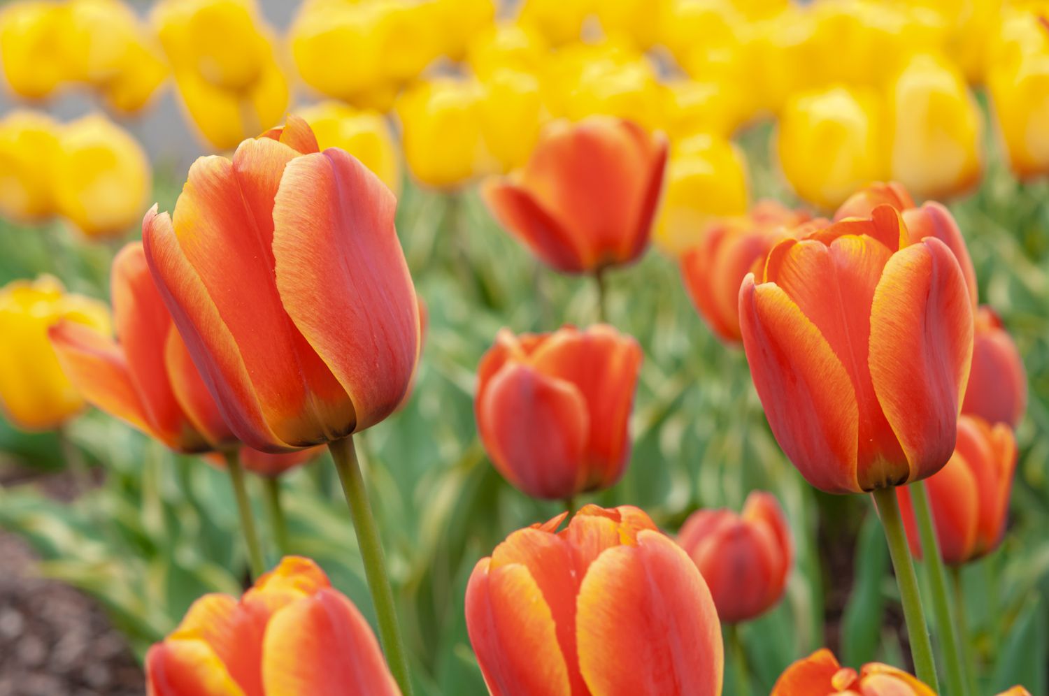 Simple Tips for Growing and Nurturing Your Spring Bulb Flowers